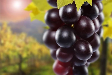 Wine Grapes Wallpaper.