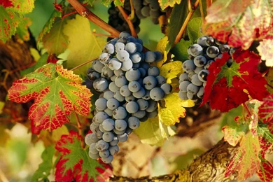 Wallpapers Grapes   Wallpapers Cave