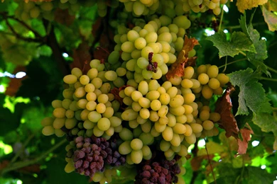 Grapes Computer Wallpapers, Desktop Backgrounds