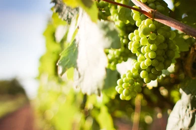 Green Grapes Wallpapers HD 1853 3840x2160 UMad.com