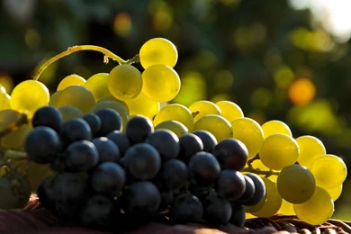 Fruits Food Grapes Wallpapers