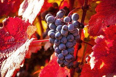 Plant Nature Fruit Grapes Wallpapers