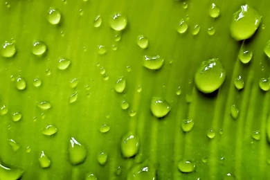 8 Melon HD Wallpapers