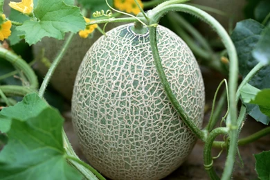 Download Wallpapers 2560x1440 Melon, Patch, Leaves Mac iMac 27 HD ...