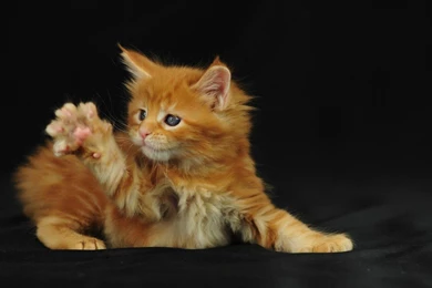 Funny Desktop Wallpapers Free