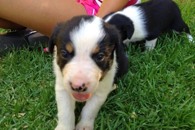 Bauers Working Border Collies: February 2015