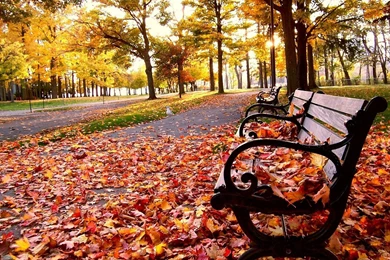 Bench Fall Leaves Wallpapers
