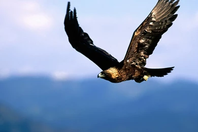 Golden Eagle, Aircraft, Flying, 1920x1080 HD Wallpapers And FREE ...