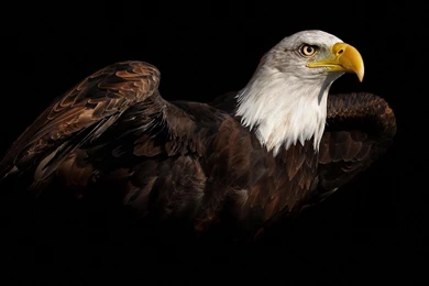Eagle, Ready, To, Flying, High, Resolution, Wallpaper, Download ...