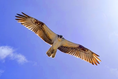 The Wallpapers Above Is Flying Eagle Wallpapers In Resolution ...