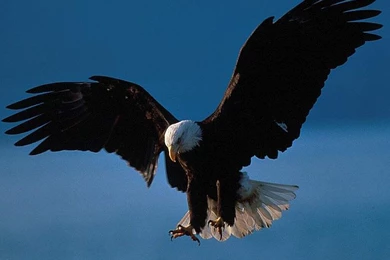 Flying Eagle Wallpapers 9782 Hd Wallpapers In Animals Imagescicom ...