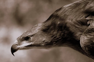 1600x900 Flying Eagle Monochrome Wallpapers