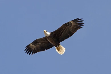 Eagle In Flight Eagles Birds Wallpapers. Eagle Bird Wallpapers ...