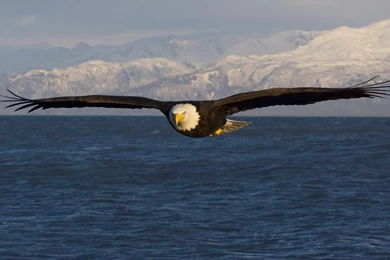 17 HD Eagle Bird Wallpapers   HDWallSource.com