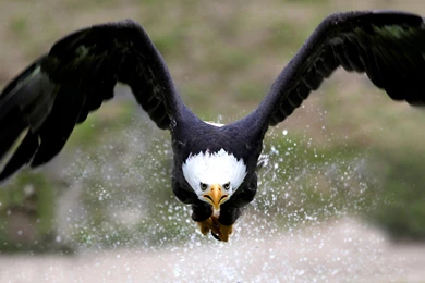 Birds: Taking Wings White Water Black Fly Eagle Wallpapers Wide For ...