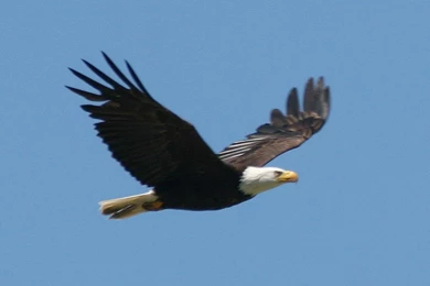 Free Bald Eagle Wallpapers   Wallpapers Cave