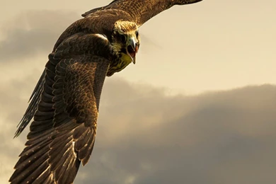 Animals iPhone 6 Plus Wallpapers   Flying Eagle Cloudy Sky iPhone ...