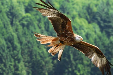 Flying Eagle HD Animal Wallpapers