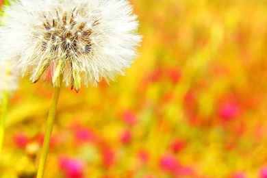 Android Mobile Wallpapers Spring Season – Androidwalls.org