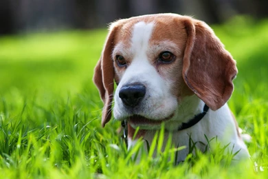 Beagle Wallpapers HD   HD Wallpapers