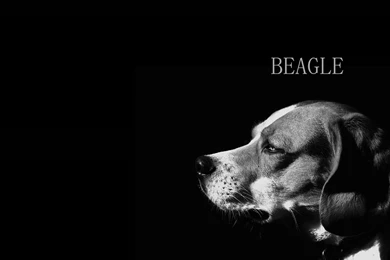 Funny Beagle Wallpapers 9 Wide Wallpapers   DogBreedsWallpapers.com