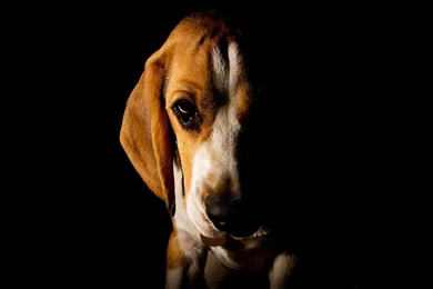 BEAGLE WALLPAPER   (