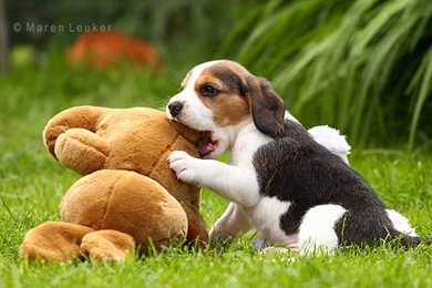 Beagle Puppy Download Best Wallpapers 4525 Hd Wallpapers