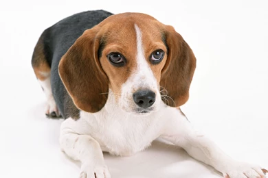 4K Ultra HD Beagle Wallpapers HD, Desktop Backgrounds 3840x2160