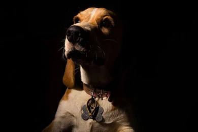 BEAGLE WALLPAPER   (