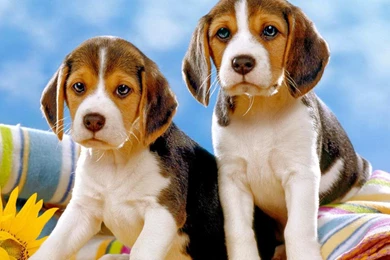 Christmas Beagle Wallpapers 7 Desktop Backgrounds ...