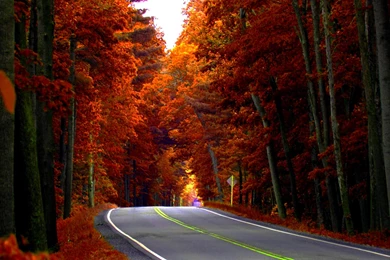 Autumn Road Wallpapers