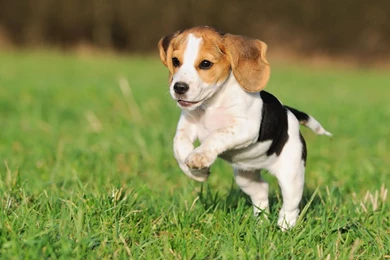 976724 Beagle Wallpapers