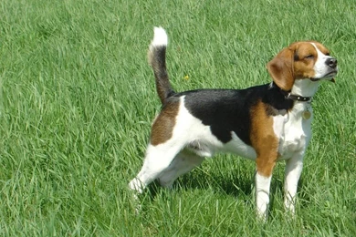 Lovely Beagle Wallpapers
