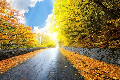 Autumn Road Wallpapers
