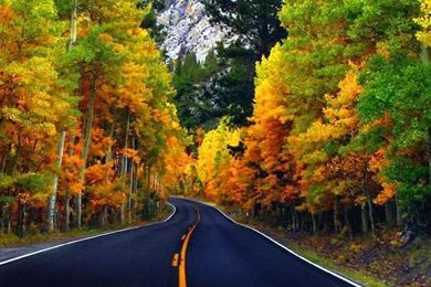 Autumn Road Wallpapers (