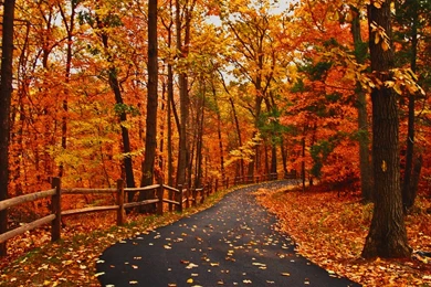 Autumn Road Backgrounds