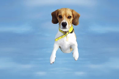 Index Of /user content/uploads/wall/o/5