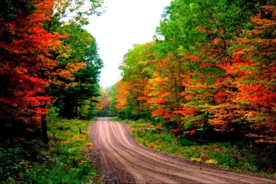 Autumn Road Nature Hd Wallpapers