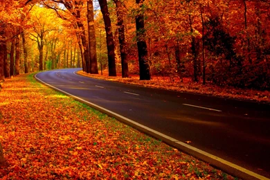 Autumn road   Image