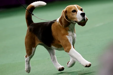 Beagle Wallpapers   Hd Wallpapers, Pictures, Pics, Images, Photos ...