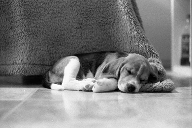 BEAGLE WALLPAPER   (