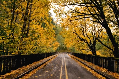 Autumn Road Wallpapers