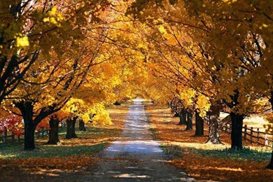 Thousands Of Images About Fall On Pinterest