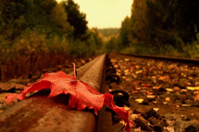 Autumn Road HD Wallpapers