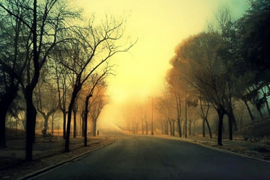 Autumn Road Nature Hd Wallpapers