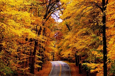 Autumn Road Backgrounds