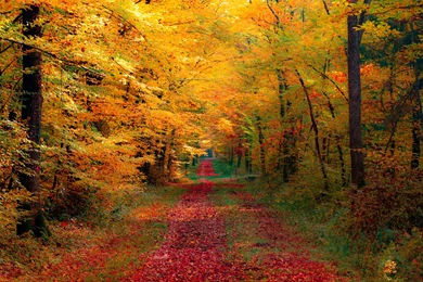 Top Natural Park Autumn Red Wallpapers