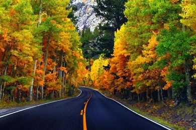 Autumn Road Wallpapers   (