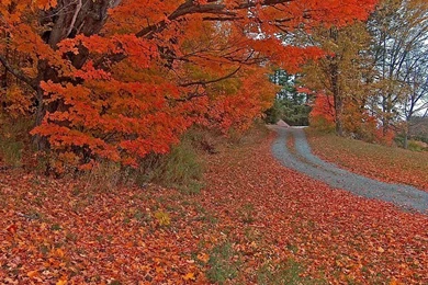 Autumn Roads Pictures, Pathways With Fall Leaves 23   Wallcoo.net