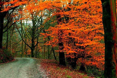 Along The Autumn Road >> HD Wallpaper, Get It Now!